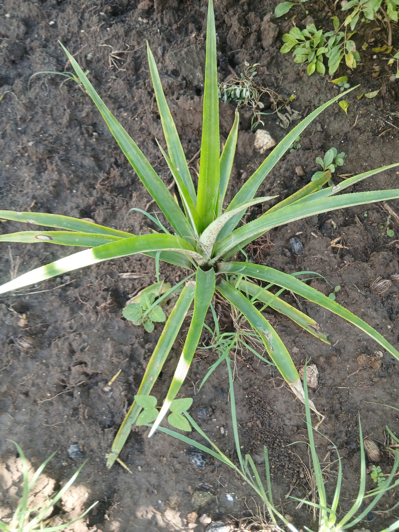 Pineapple plants from tops in full sun